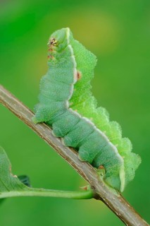 Caterpillar of the Tau Emperor moth (Aglia tau) on a twig