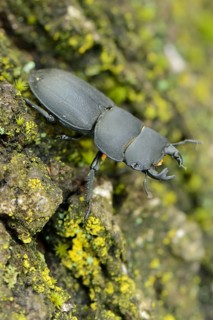 Lesser Stag Beetle (Dorcus parallelipipedus)