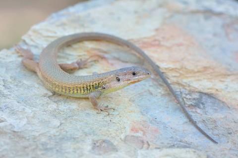 Large Psammodromus (Psammodromus algirus)