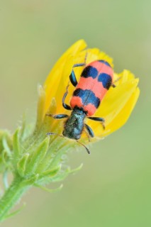 Bee Beetle (Trichodes apiarius)