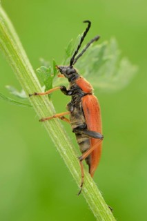 Longhorn Beetle (Stictoleptura rubra)