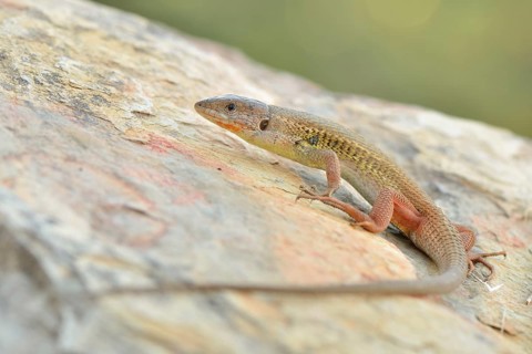 Large Psammodromus (Psammodromus algirus)