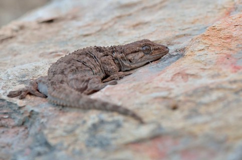 Moorish Wall Gecko (Tarentola mauritanica)