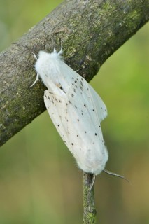 Pairing of two White Ermine Moths (Spilosoma lubricipeda) while sitting on a branch