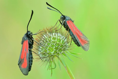 Transparent Burnets (Zygaena purpuralis)
