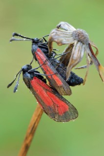 Transparent Burnets (Zygaena purpuralis) clinging to a stem