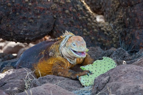 Galapagos Land Iguana (Conolophus subcristatus) feeding on cactus leaves