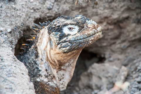 Galapagos Land Iguana (Conolophus subcristatus) in its burrow