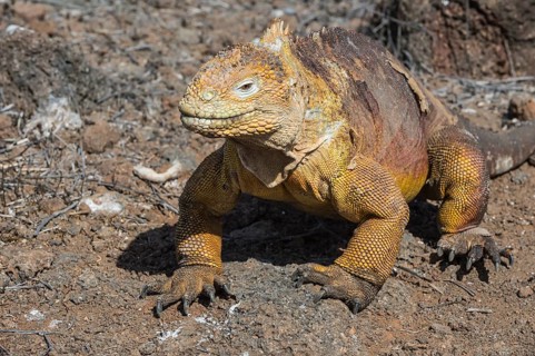 Galapagos Land Iguana (Conolophus subcristatus)