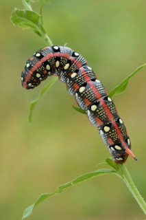 Spurge Hawk-moth (Hyles euphorbiae)