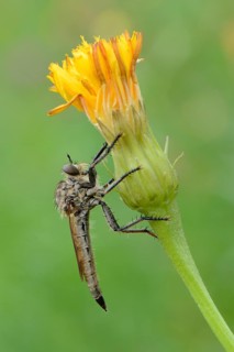 Robber fly (Asiloidea)