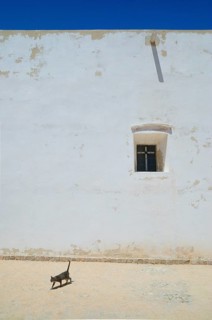Cat walking in front of the Da nossa Senhora do Guadalupe Chapel