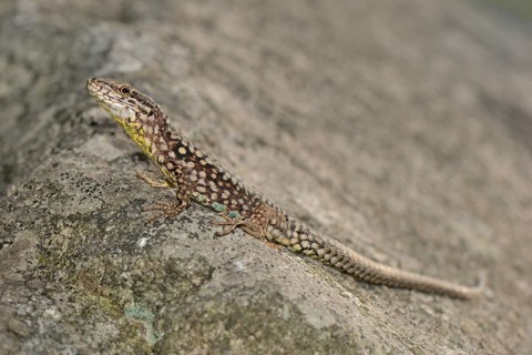 Ticino Wall Lizard (Podarcis muralis maculiventris)