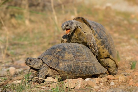 Pairing of two Spur-thighed Tortoises (Testudo graeca)