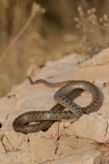 Semi-adult Caspian Whip Snake (Hierophis caspius) basking on a rock in front of dry grass