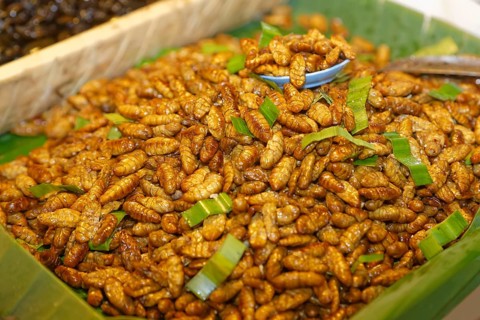 Fried silkworms at a Thai market