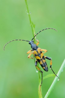 Spotted Longhorn beetle (Rutpela maculata)