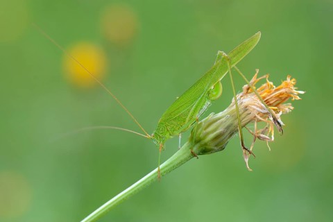 Sickle-Bearing Bush-Cricket (Phaneroptera falcata)