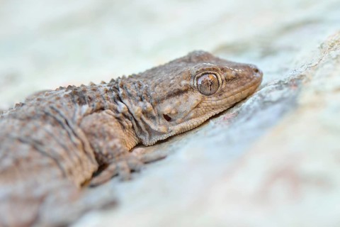 Moorish Wall Gecko (Tarentola mauritanica)