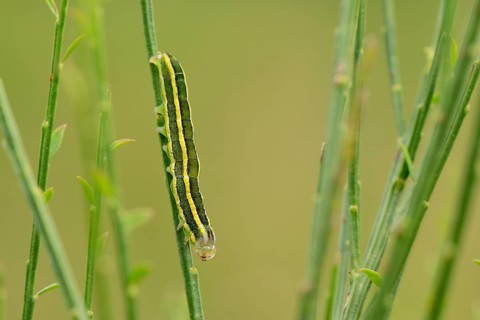 Caterpillar of a Broom Moth (Ceramica pisi) sitting upside down on a broom twig