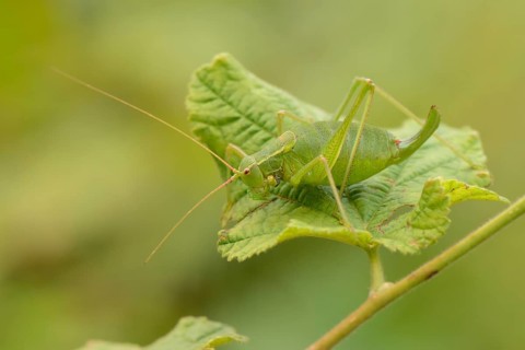 Krauss's Bush-cricket (Isophya kraussii) on a green leaf