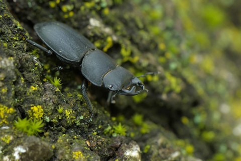 Lesser Stag Beetle (Dorcus parallelipipedus)