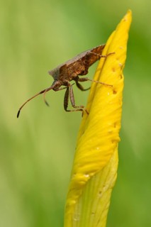 Dock Bug (Coreus marginatus)