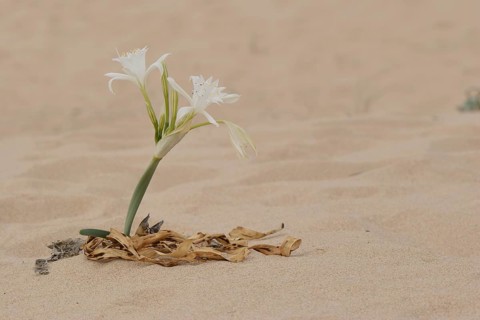 Sea Daffodil (pancratium maritimum)