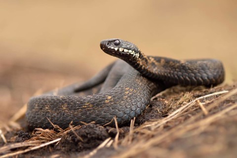 Common European Adder or Common European Viper (Vipera berus)