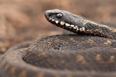 Common European Adder or Common European Viper (Vipera berus)