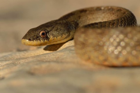 False Smooth Snake (Macroprotodon cucullatus)