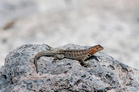 Galapagos Lava Lizard (Microlophus albemarlensis)