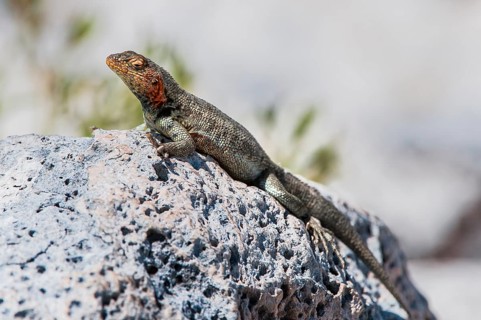Galapagos Lava Lizard (Microlophus albemarlensis)