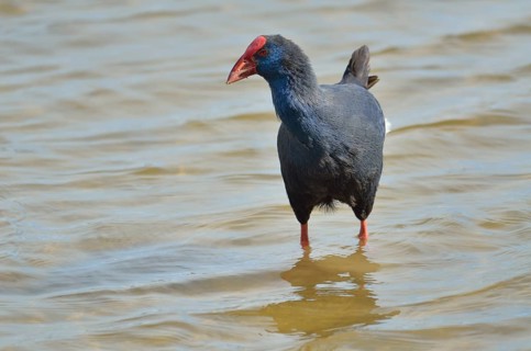 Purple Gallinule or Purple Swamphen (Porphyrio porphyro) foraging for food in shallow water