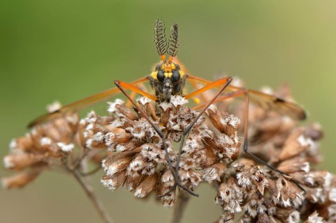 Crane Fly (Ctenophora flaveolata)