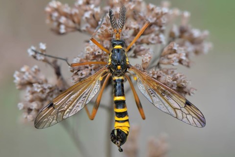 Crane Fly (Ctenophora flaveolata)