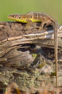 Sand Lizard (Lacerta agilis)
