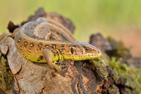 Sand Lizard (Lacerta agilis)
