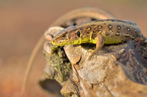 Sand Lizard (Lacerta agilis)