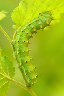 Caterpillar of the Saturnia pavoniella (Saturnia pavoniella)