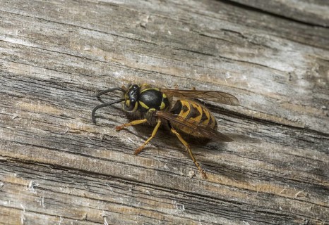 German Wasp (Vespula germanica) collecting wood