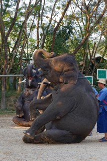 Elephant show