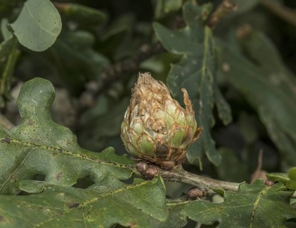 Artichoke Gall (Andricus foecundatrix) on oak