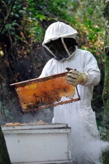 Man wearing a protective suit removing a honeycomb filled with honey from a beehive