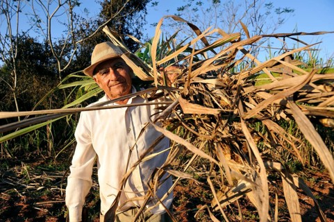 Peasant farmer
