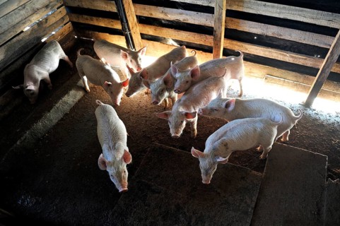Pig farm of a peasant farmer