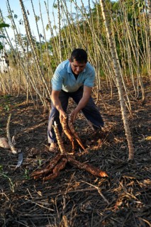 Farmer harvesting cassava or manioc roots