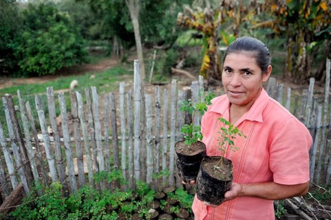 Peasant farmer with seedlings