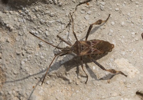 Assassin bug (Rhynocoris cuspidatus)