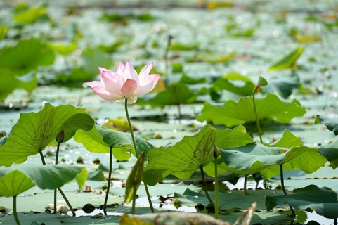 Water lily (Nymphaea)